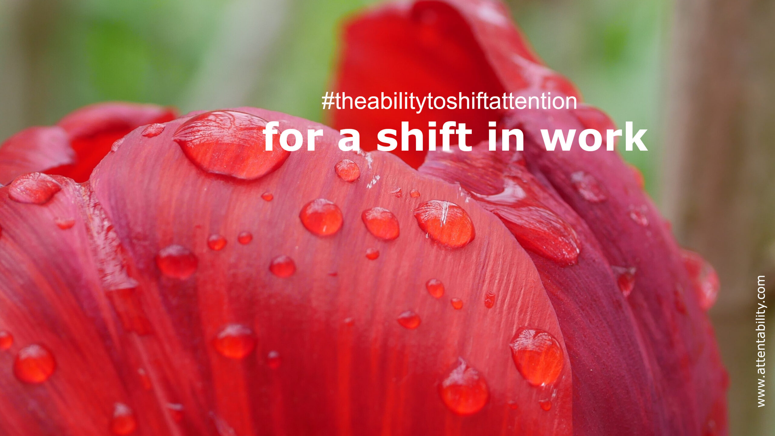 https://attentability.de/wp-content/uploads/2024/04/Week18-scaled.jpg